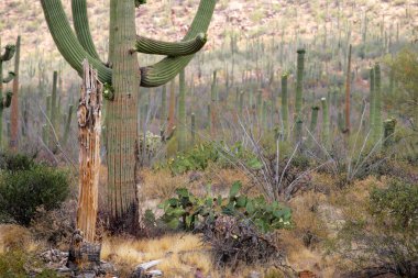 Saguaro Milli Parkı, ABD