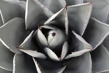 Saguaro Milli Parkı, ABD