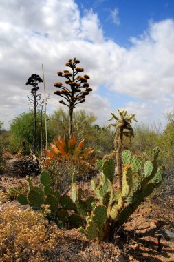 Saguaro Milli Parkı, ABD