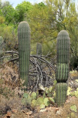Saguaro Milli Parkı, ABD
