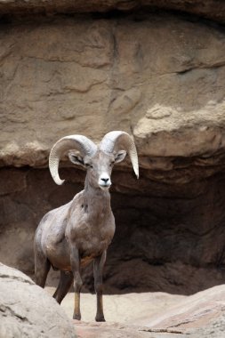 Bir dağ keçisi stok görüntü