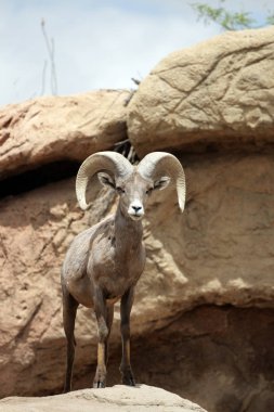 Bir dağ keçisi stok görüntü