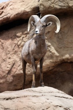 Bir dağ keçisi stok görüntü