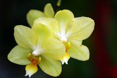 Orkide görüntüyü kapat