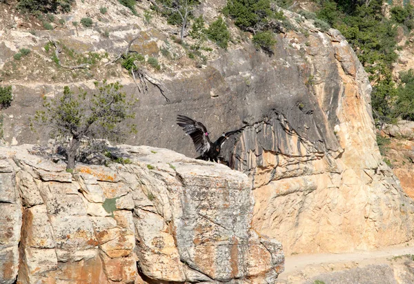 Cóndor en vuelo sobre el Gran Cañón — Foto de Stock