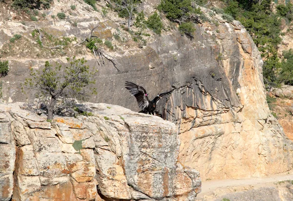 Condor em voo sobre Grand Canyon — Fotografia de Stock