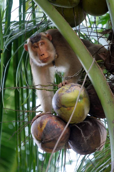 코코넛 (켈 란 탄 주, 말레이시아를 따 려 고 하는 훈련을 하는 원숭이 — 스톡 사진
