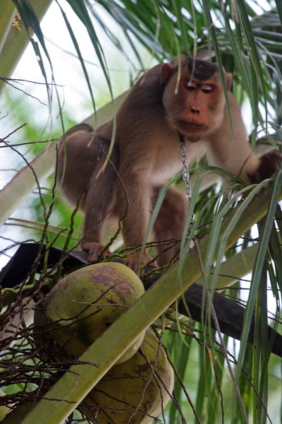 Monos entrenados para arrancar cocos (Kelantan, Malasia) —  Fotos de Stock