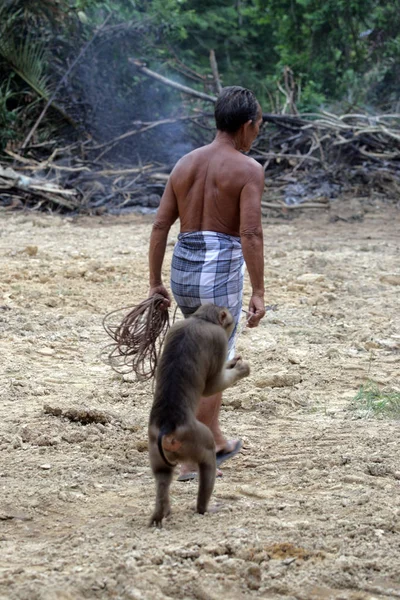 Opice trénoval trhat kokosové ořechy (Kelantan, Malajsie — Stock fotografie