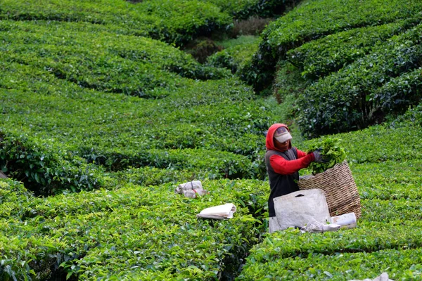 Cameron Highland, Malezya — Stok fotoğraf