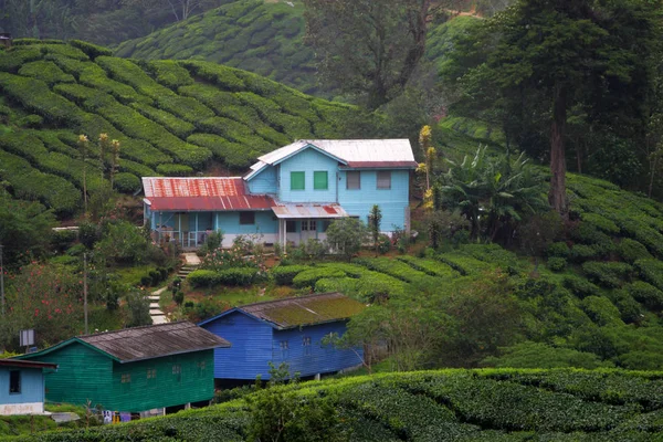 Cameron Highland, Malasia — Foto de Stock