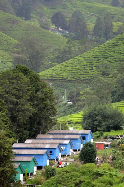 Cameron Highland, Malasia — Foto de Stock