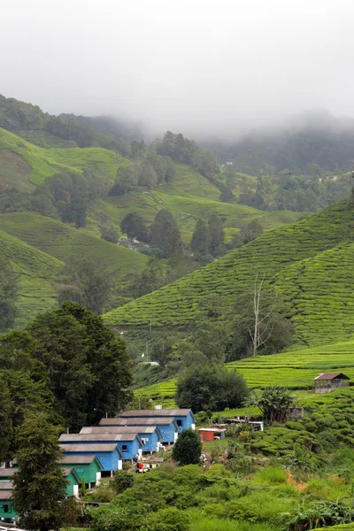 Cameron Highland, Malezya