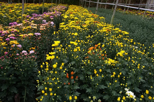 Immagine stock di campi di fiori a Camron Highland, Malesia — Foto Stock