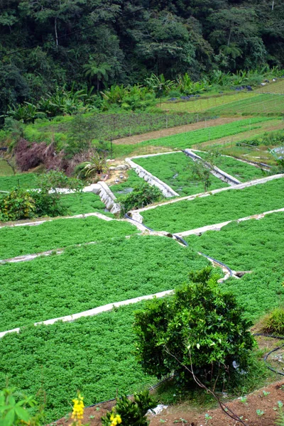 Αγρόκτημα λαχανικών σε Cameron Highlands, Μαλαισία — Φωτογραφία Αρχείου