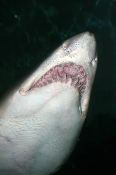 虎鲨 （Galeocerdo 居维叶) — 图库照片