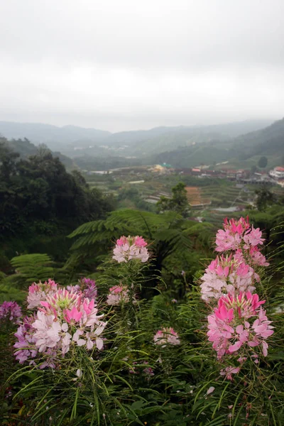 Cameron Highland, Malezya