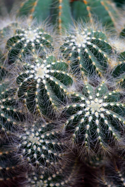 Közelkép arculatának kaktusz — Stock Fotó