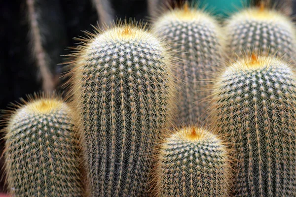 Imagen de cerca de cactus — Foto de Stock