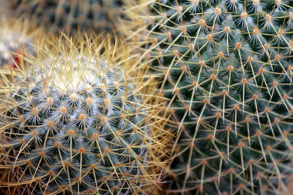 Imagen de cerca de cactus — Foto de Stock