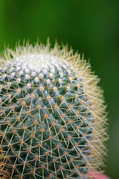 Imagem de perto do cacto — Fotografia de Stock