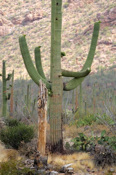 Saguaro nationalpark, usa — Stockfoto