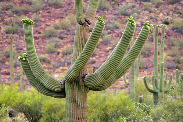 Saguaro Milli Parkı, ABD — Stok fotoğraf