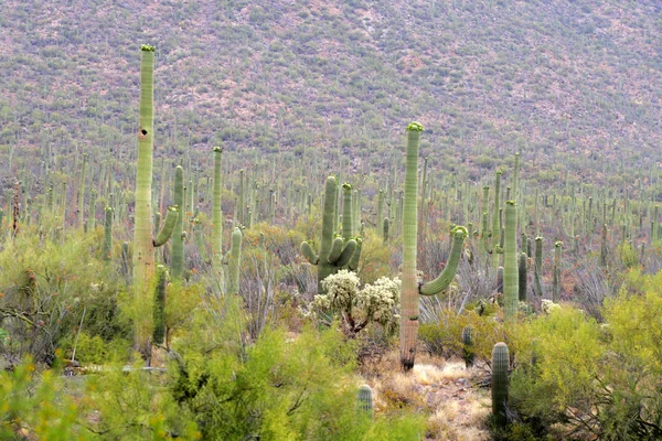 Saguaro National Park, USA — Stock Photo, Image