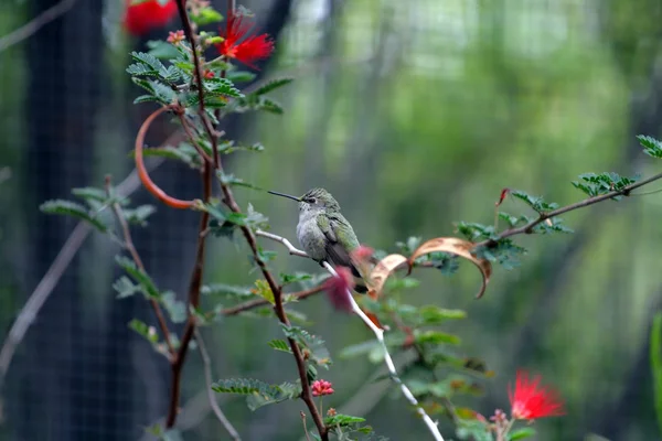 Imagem de estoque de um beija-flor — Fotografia de Stock