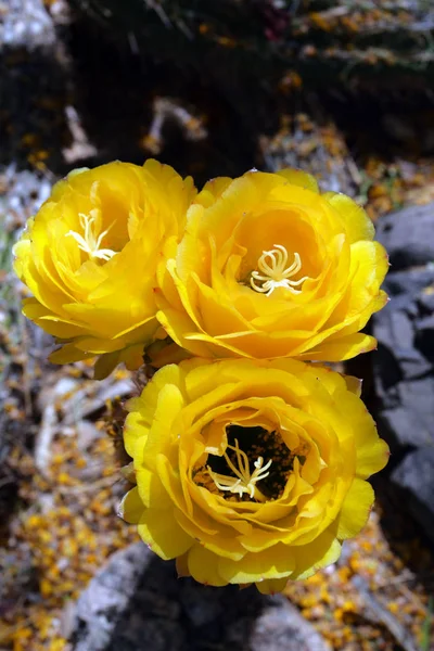 Saguaro Nemzeti Park, Amerikai Egyesült Államok — Stock Fotó