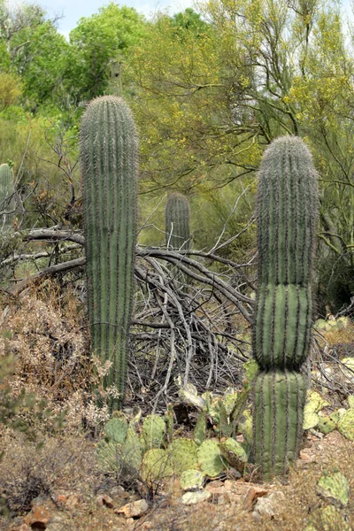 Saguaro Milli Parkı, ABD — Stok fotoğraf