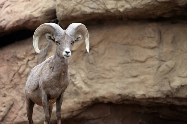 Bir dağ keçisi stok görüntü