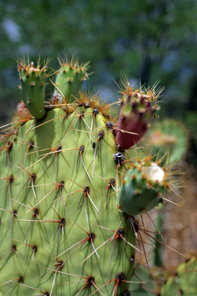 Parque Nacional de Saguaro, EUA — Fotografia de Stock