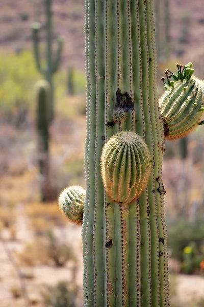 Saguaro National Park, Usa — Stock fotografie