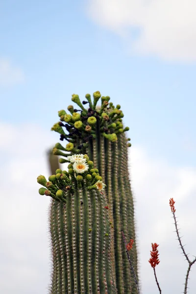 Saguaro 국립 공원, 미국 — 스톡 사진