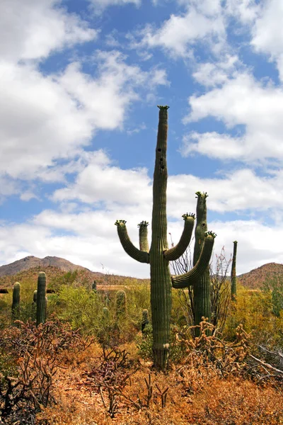 Saguaro National Park, USA — Stock Photo, Image