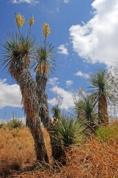 Parque Nacional de Saguaro, EUA — Fotografia de Stock