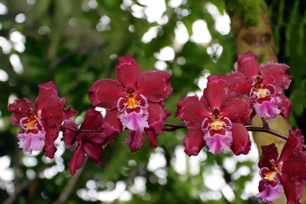 Крупным планом образ орхидеи — стоковое фото