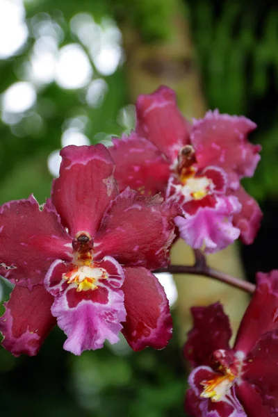 Крупным планом образ орхидеи — стоковое фото