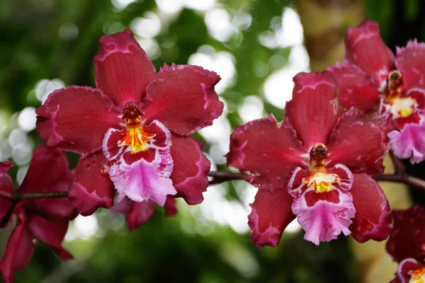 Nahaufnahme Bild der Orchidee — Stockfoto