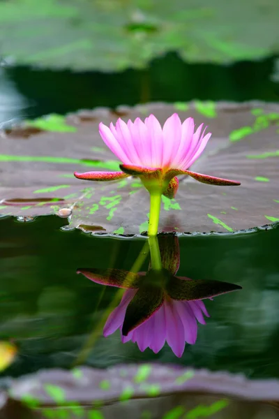 Stock beeld van een lotus — Stockfoto