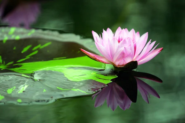 Stock beeld van een lotus — Stockfoto