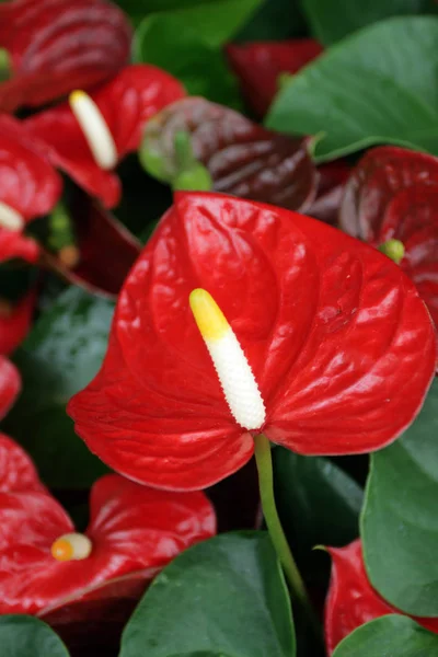 Imagen en stock de plantas de jardín en primavera —  Fotos de Stock