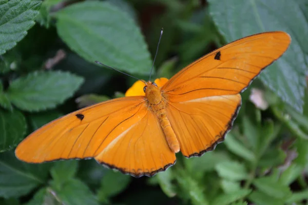 Fechar a imagem de uma borboleta — Fotografia de Stock