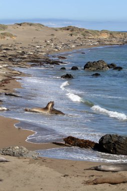 Deniz Aslanları, Pacific Coast, Kaliforniya, ABD