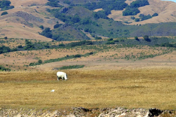 Kaliforniens Zentralküste, Big Sur, USA — Stockfoto