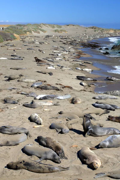 Leones marinos en la costa del Pacífico, California, EE.UU. —  Fotos de Stock