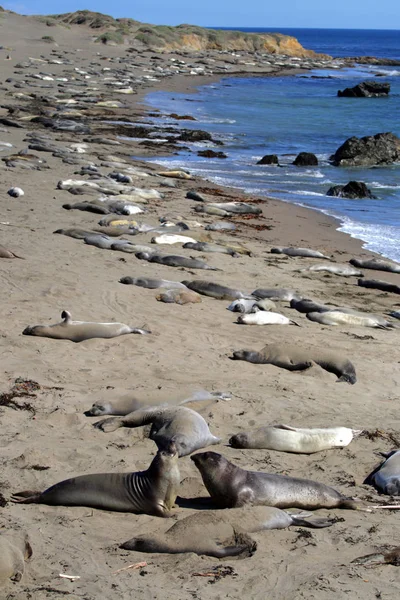 Otaries sur la côte du Pacifique, Californie, États-Unis — Photo