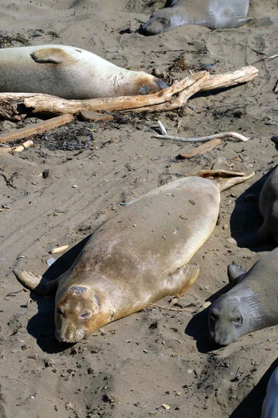 Leões marinhos na costa do Pacífico, Califórnia, EUA — Fotografia de Stock