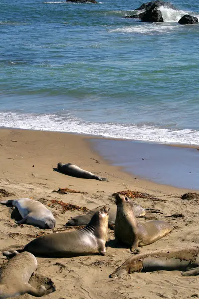 Leones marinos en la costa del Pacífico, California, EE.UU. — Foto de Stock